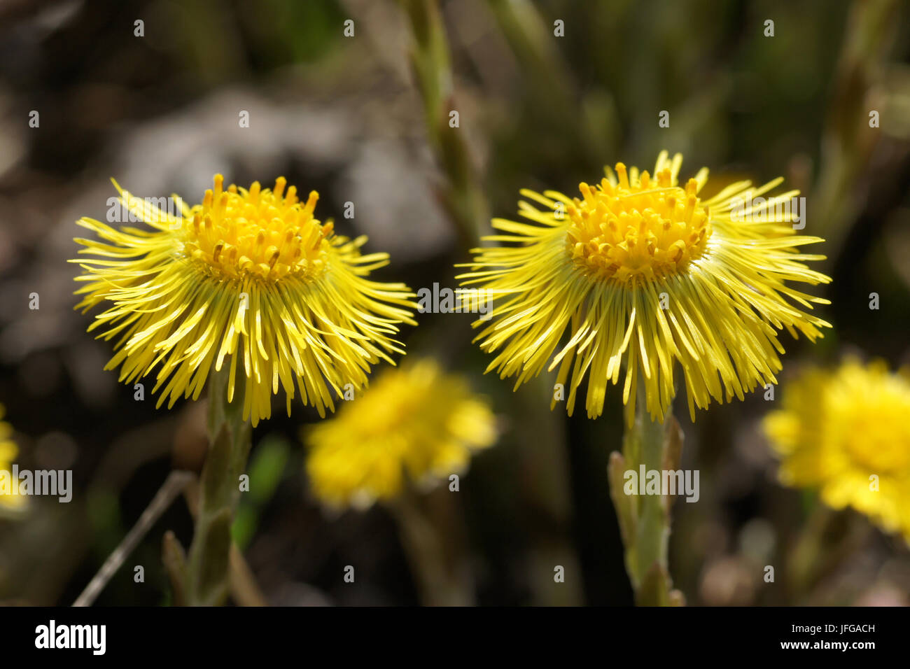 thumbnail image 2 of Grassroots Herb Supply Coltsfoot Leaf – Cut & Sifted (Tussilago Farfara), Food Grade 2 of 5