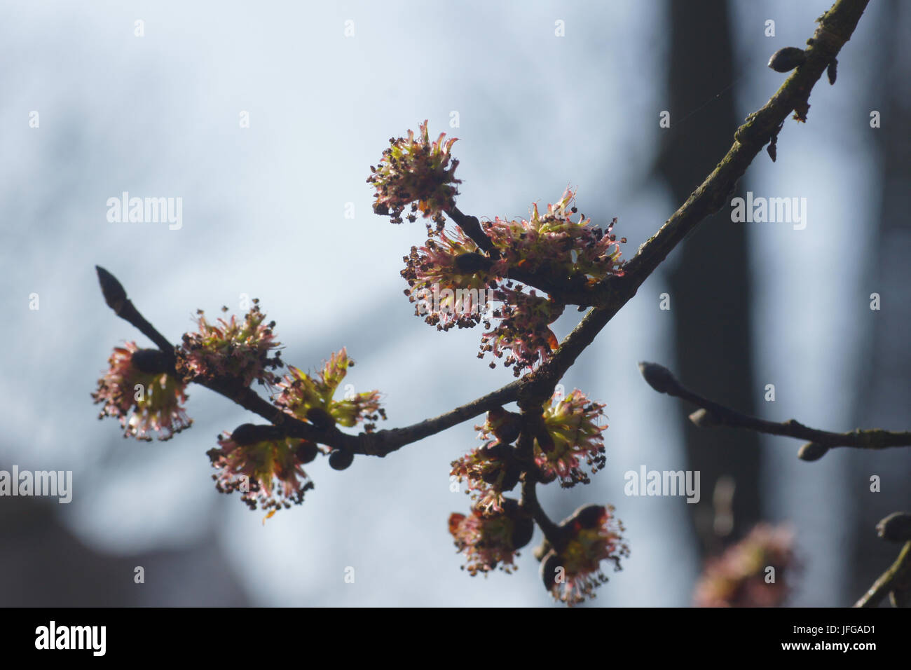 Ulmus carpinifolia, Field Elm Stock Photo Alamy