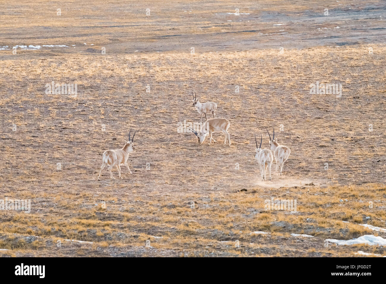 china tibetan antelope Stock Photo