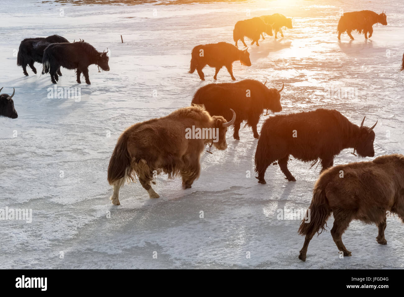 tibetan yak in sunset Stock Photo