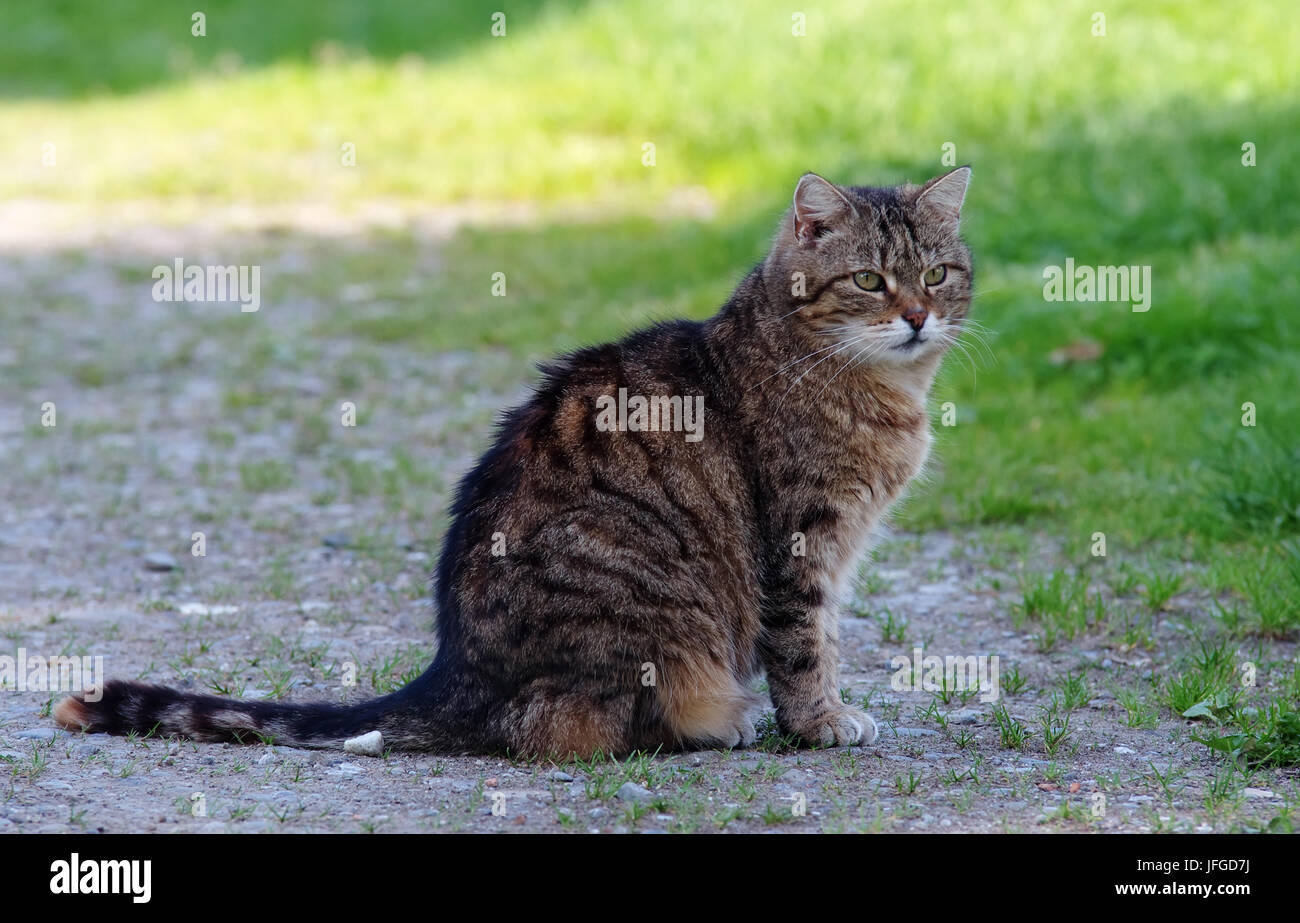 Farm Cat Stock Photo Alamy
