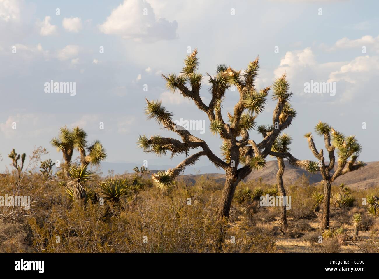 Np Tree 3 np hi-res stock photography and images - Alamy
