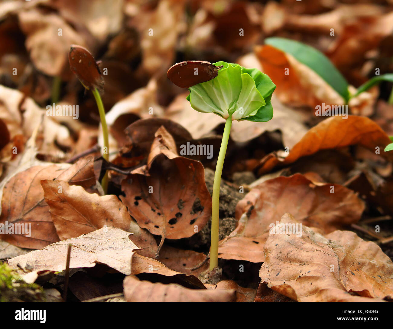 beech; beech seedling Stock Photo Alamy
