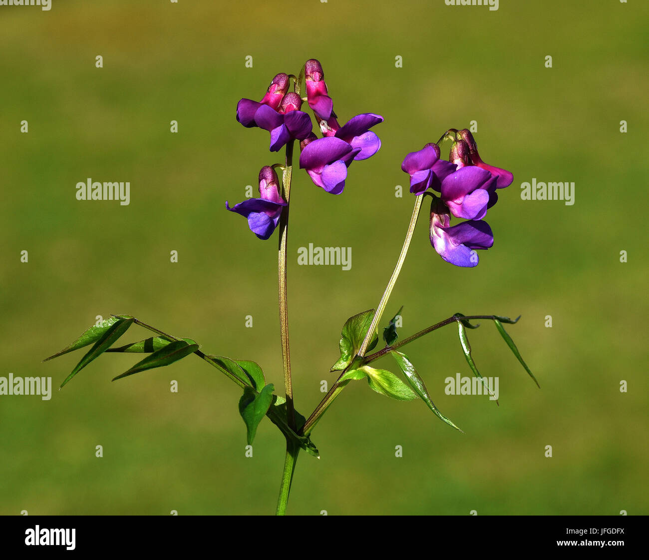 spring pea; spring vetch; flower; blossom Stock Photo