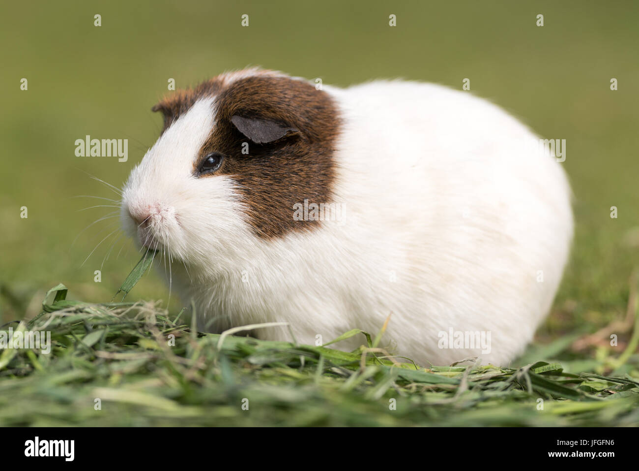 Guinea pig Stock Photo