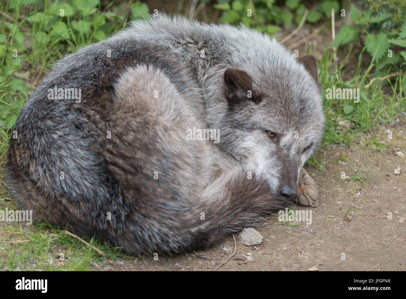 Timber wolf. Stock Photo