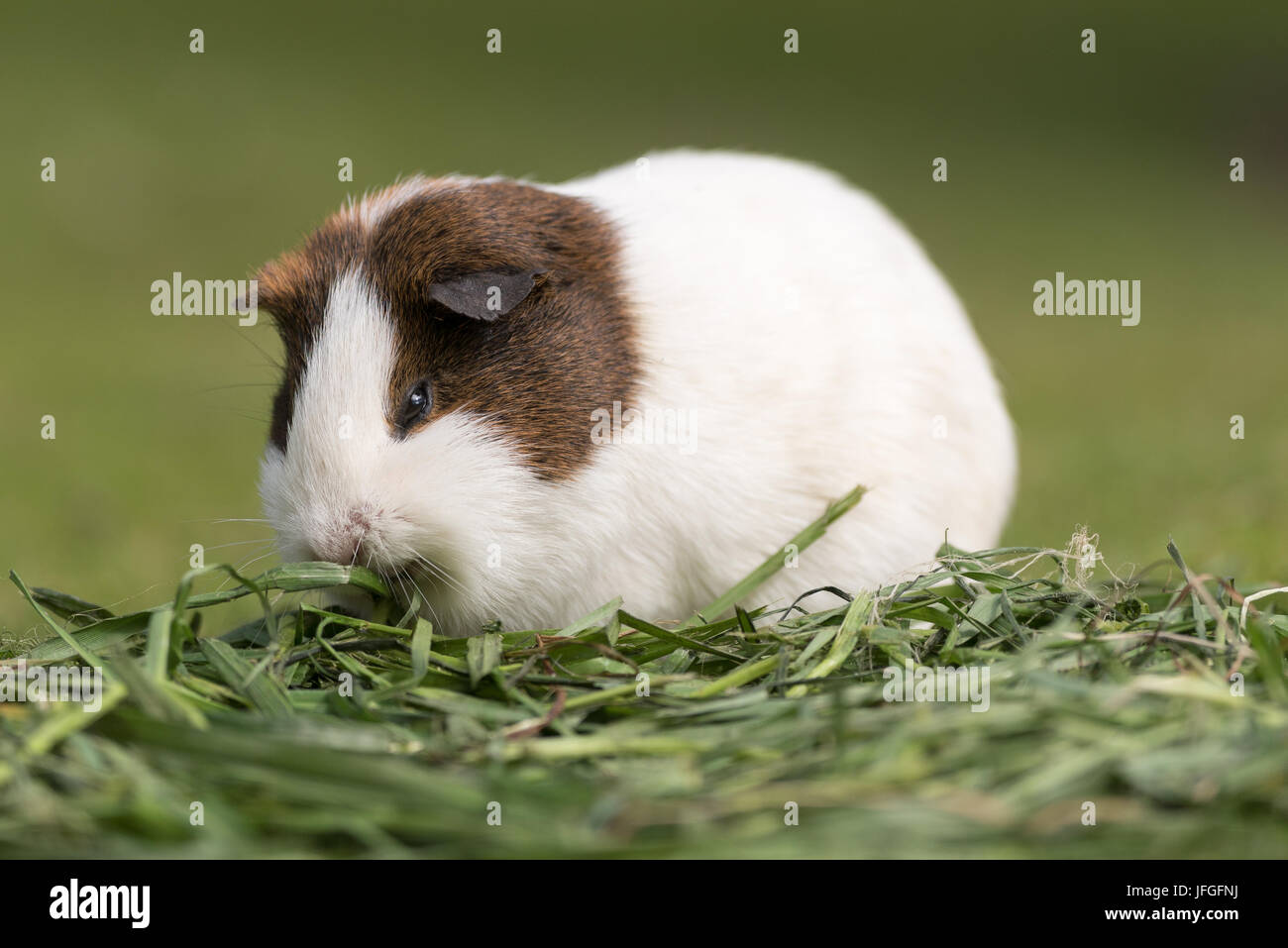Guinea pig. Stock Photo