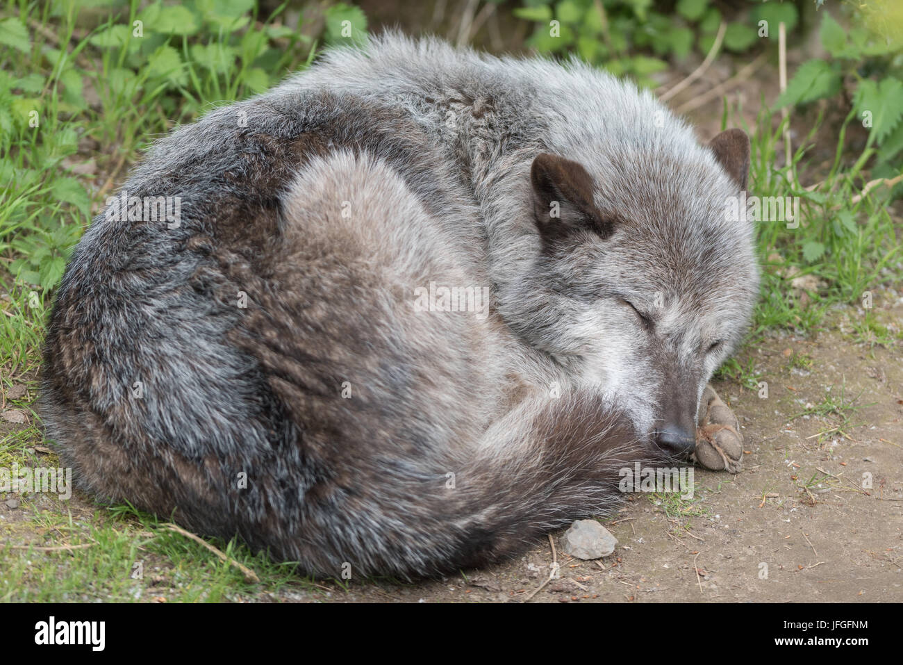 Timber wolf Stock Photo