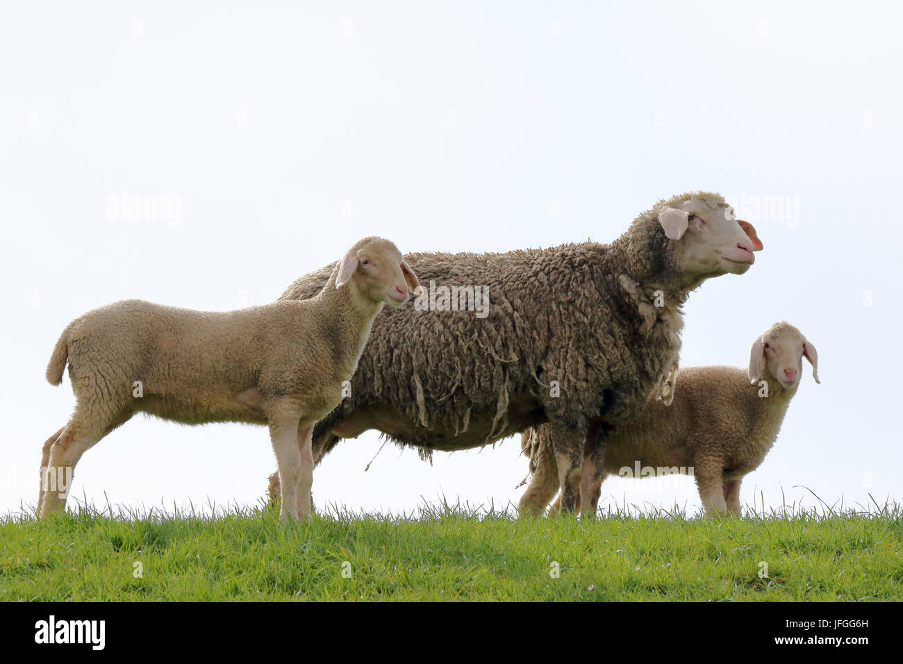 Mother animal and two lambs Stock Photo