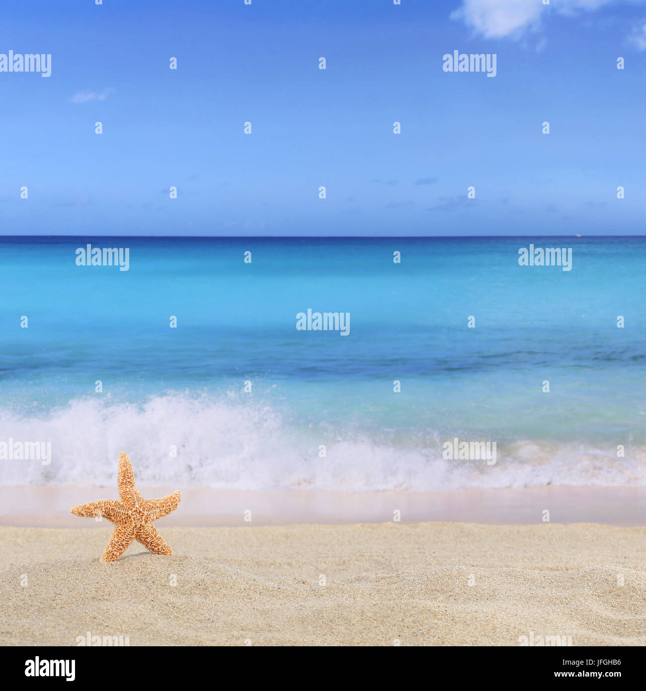 Seestern High Resolution Stock Photography And Images Alamy