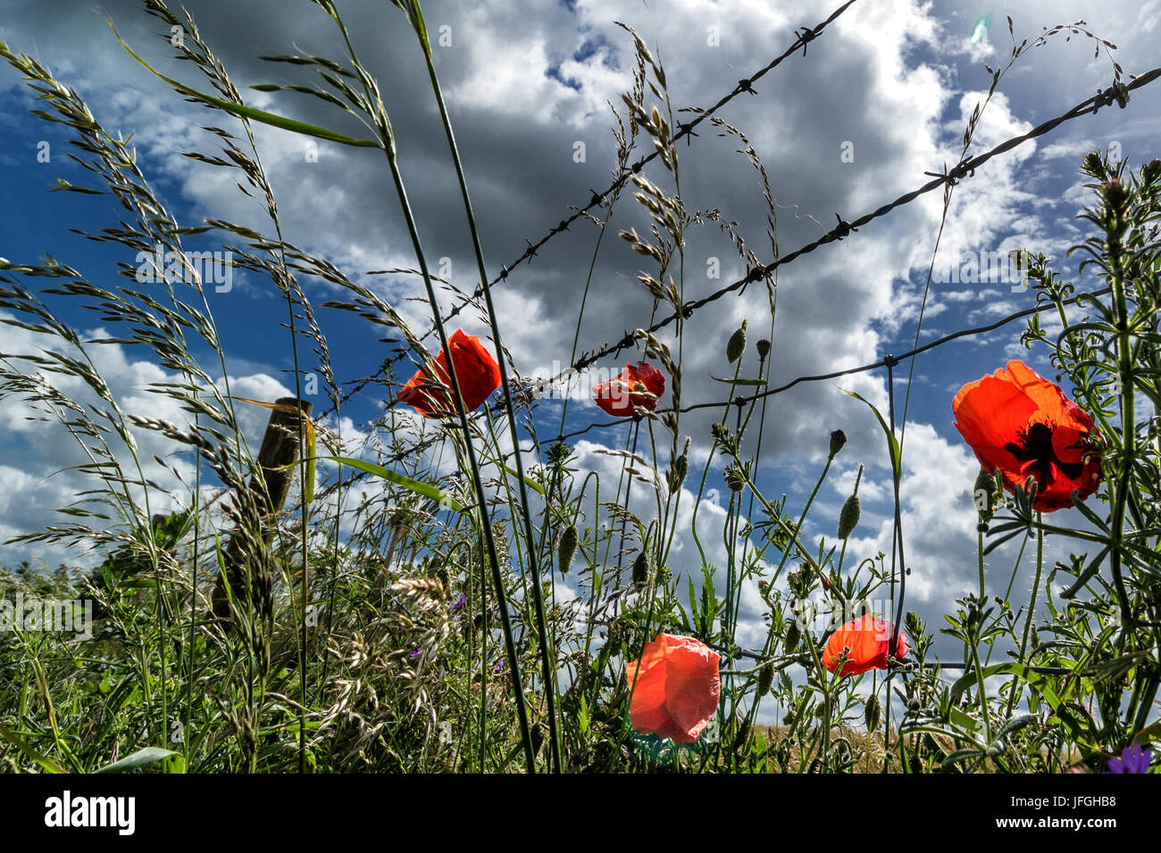 Poppies And Grasses High Resolution Stock Photography and Images - Alamy