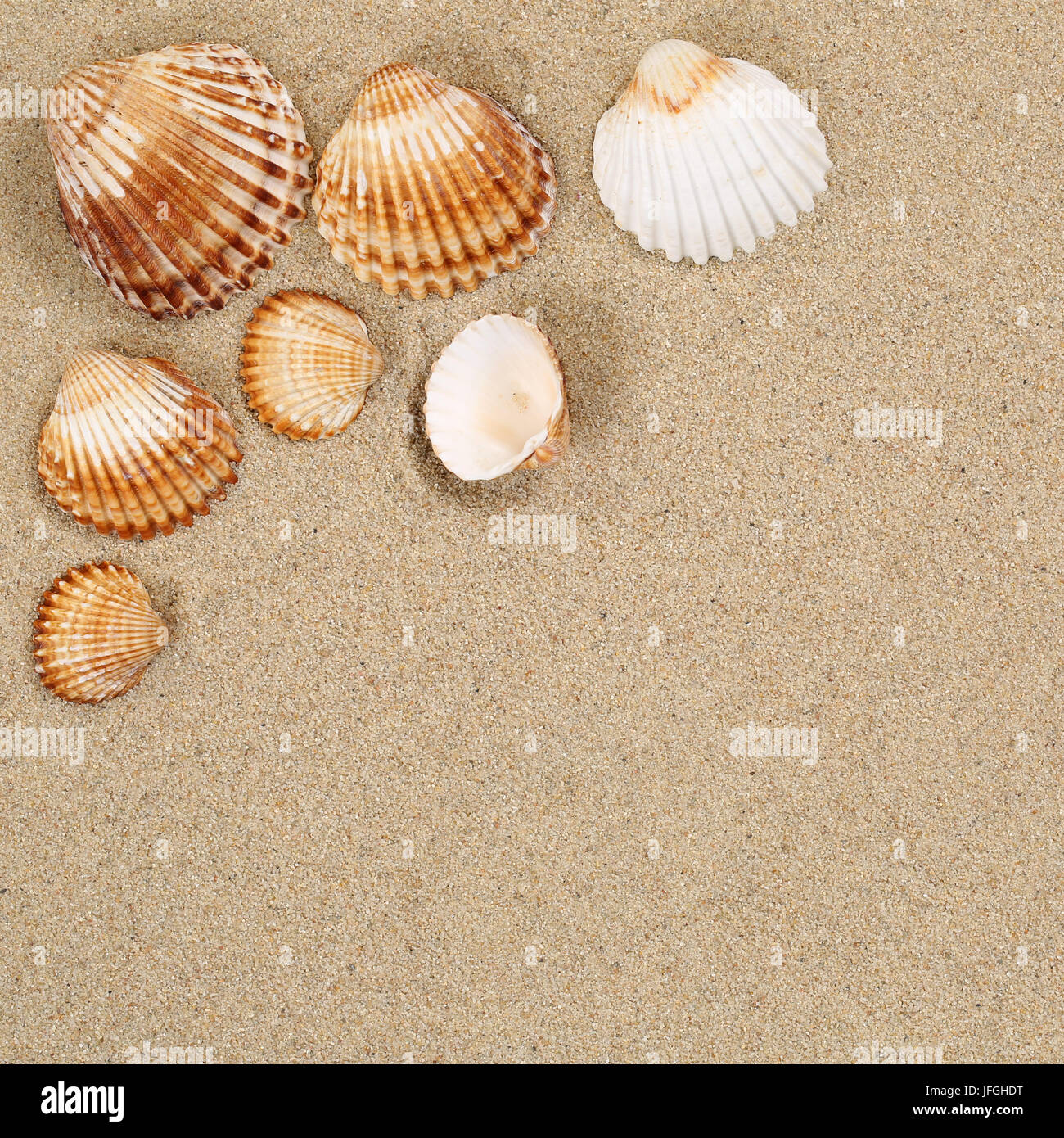 Strandszene im Urlaub Sommer mit Muscheln Strand und Textfreiraum Stock Photo