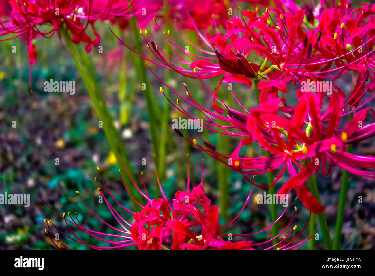 Red spider lily lycoris radiata cluster amaryllis higanbana Stock Photo