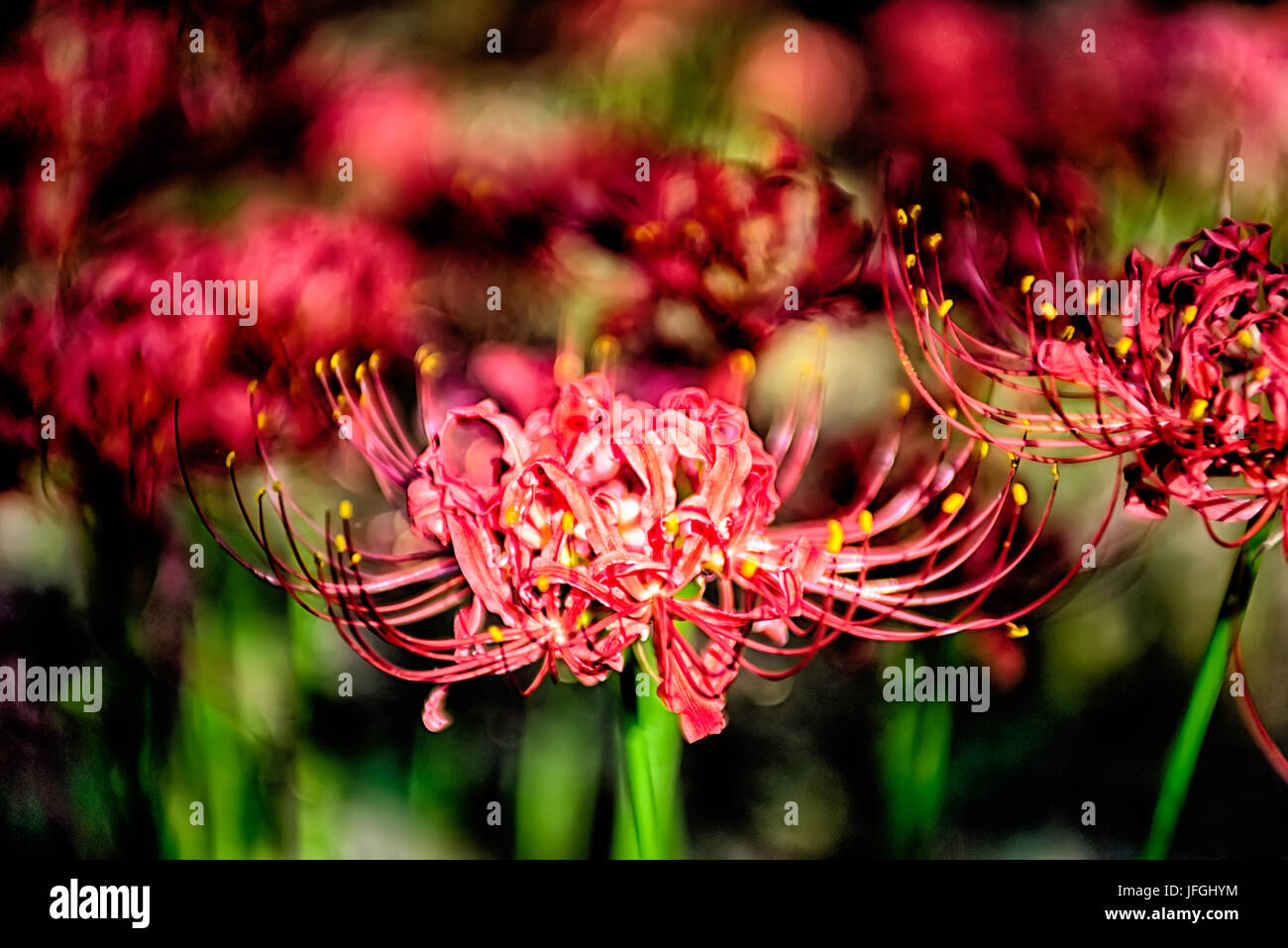 Red spider lily lycoris radiata cluster amaryllis higanbana flowera Stock Photo