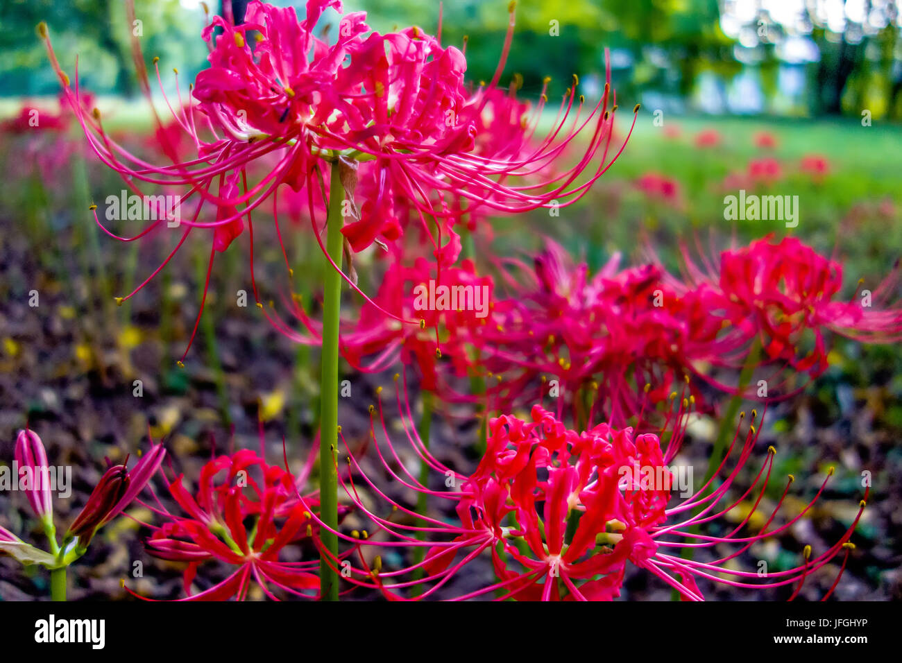 Red spider lily lycoris radiata cluster amaryllis higanbana Stock Photo