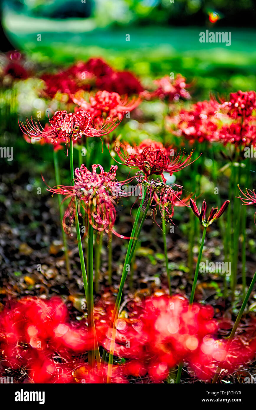 Red spider lily lycoris radiata cluster amaryllis higanbana flowera Stock Photo