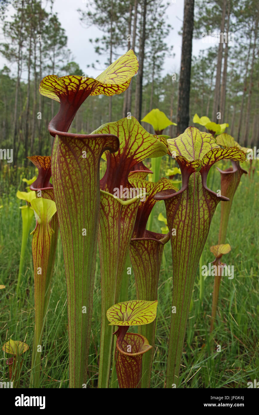 Pitcher Plant hybrids (Sarracenia x moorei) growing in hillside seepage bog, SE USA Stock Photo
