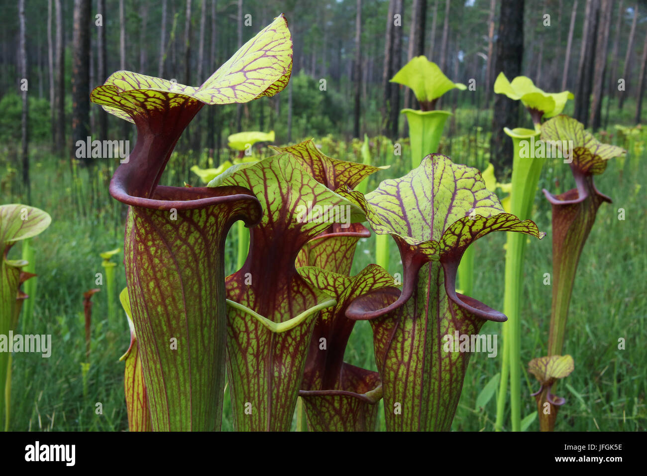 Close up of Pitcher Plant hybrid (Sarracenia) growing in hillside seepage bog, SE USA Stock Photo
