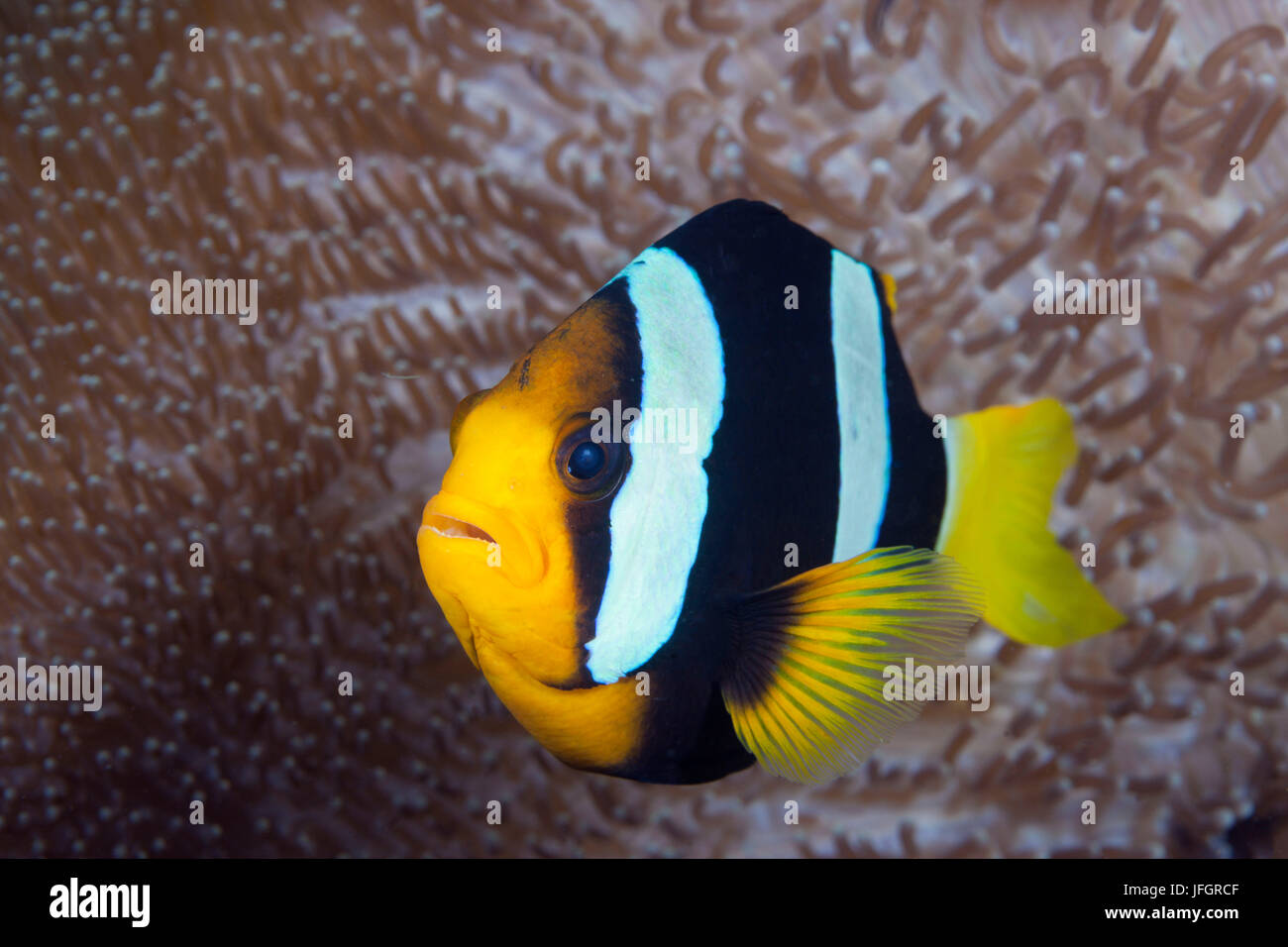 Clarks anemone fish, Amphiprion clarkii, Florida Islands, the Solomon Islands Stock Photo