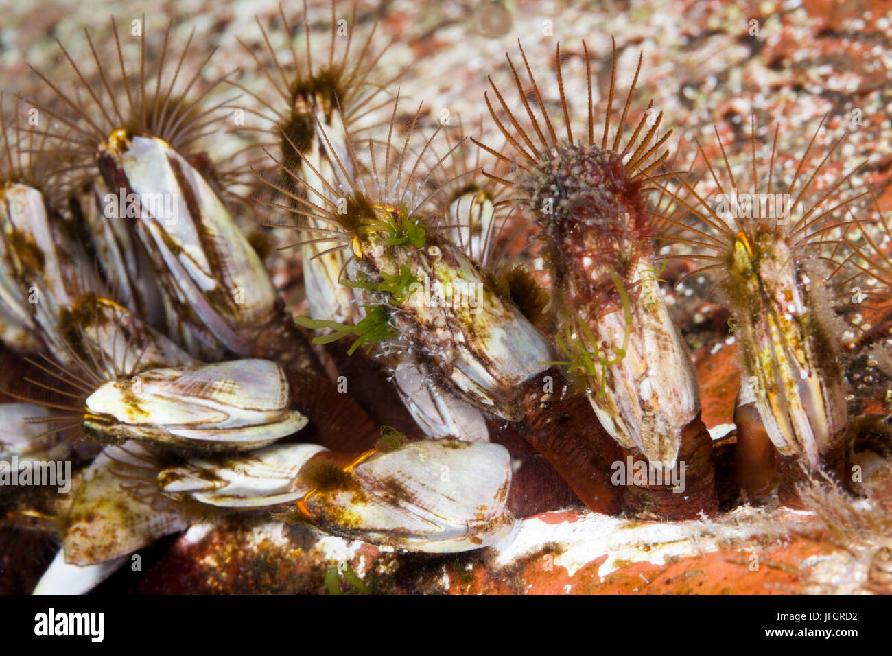 Duck's mussels in the hull, Lepas anatifera, Florida Islands, the