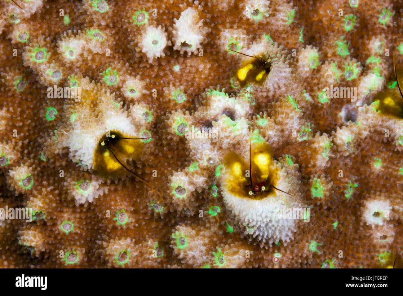 Coral hermit crabs, Paguritta sp., Russell islands, the Solomon Islands Stock Photo