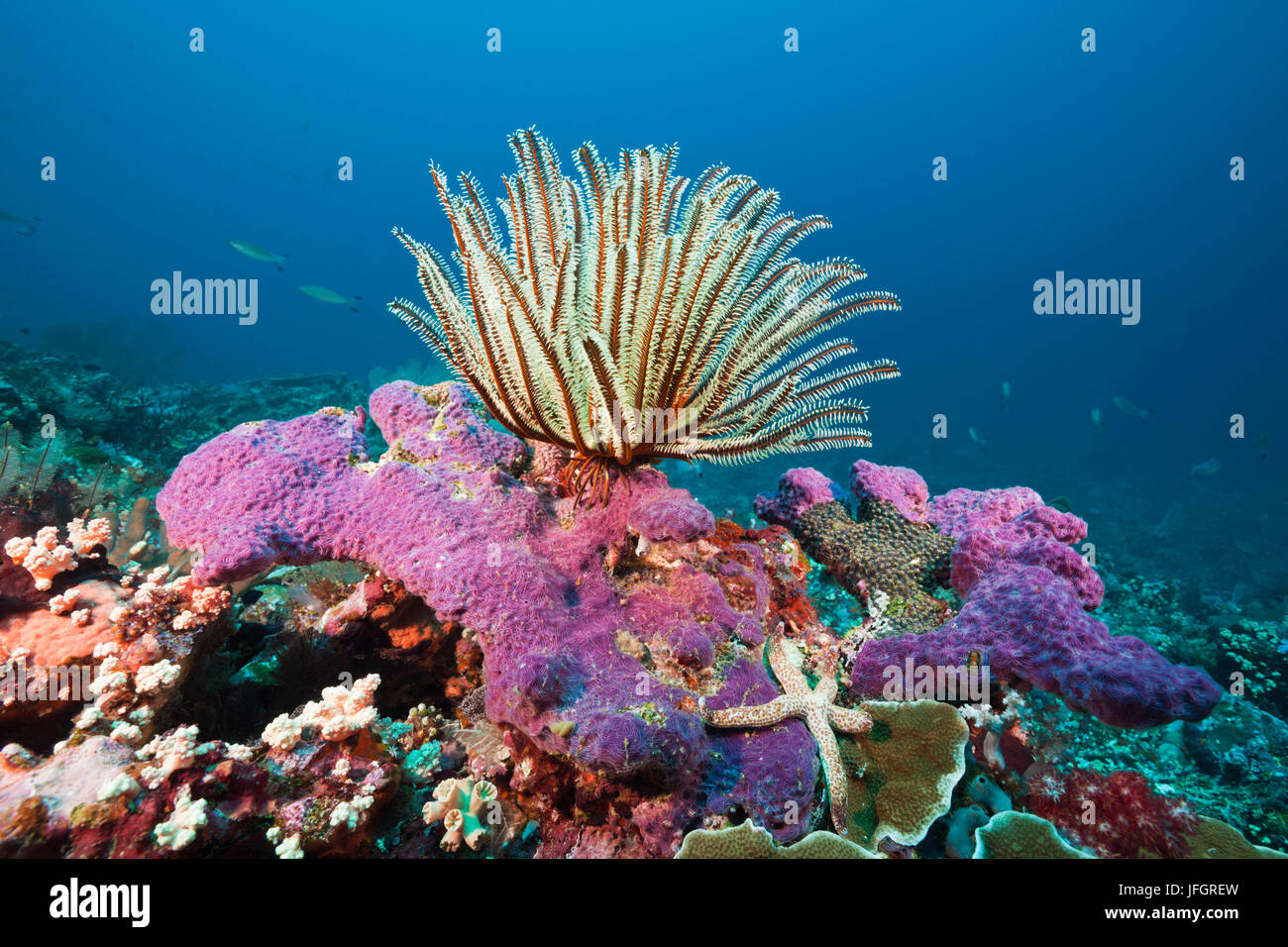 Coral reef with feather star, Florida Islands, the Solomon Islands Stock Photo