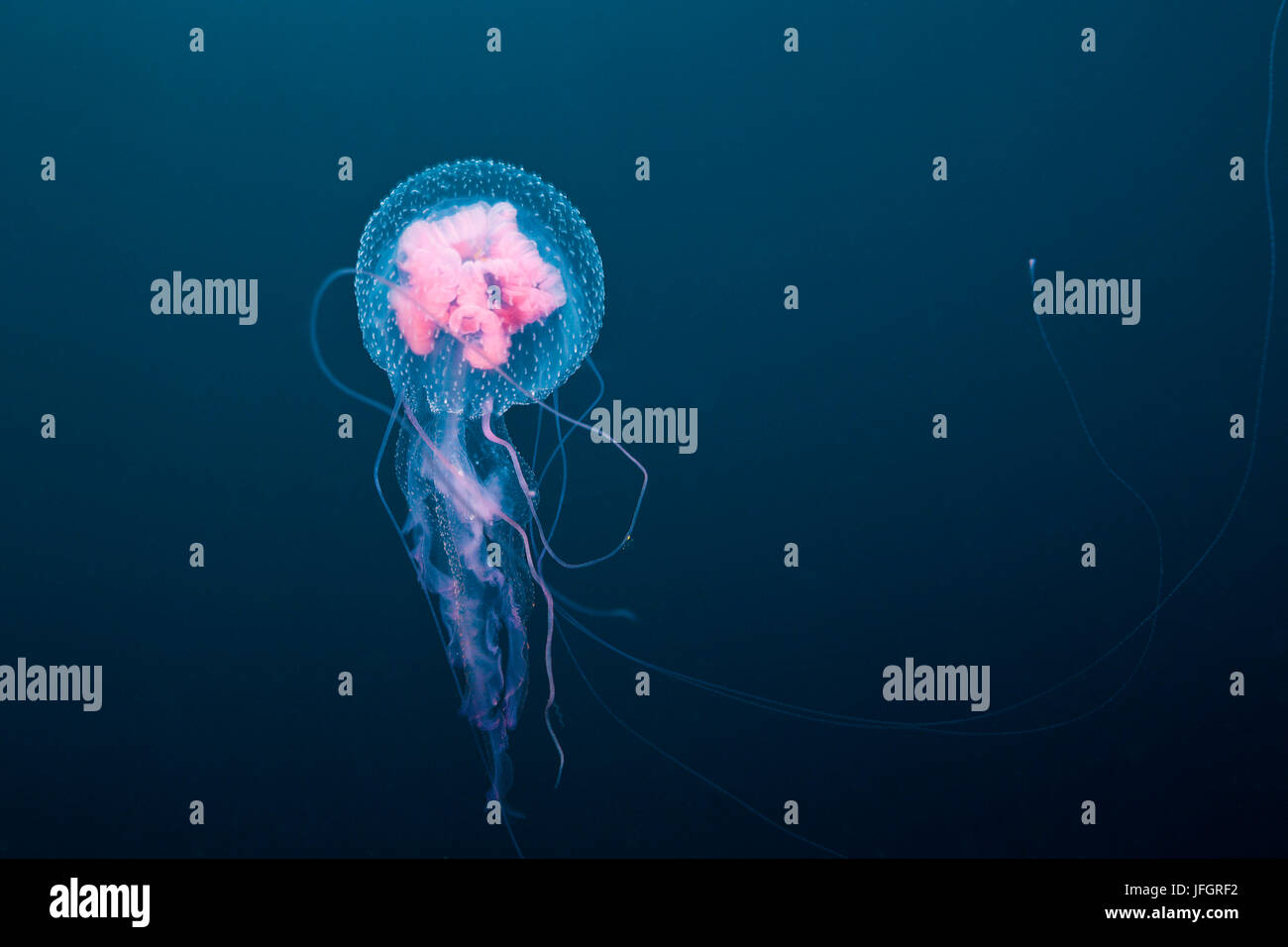 Luminous jellyfish, Pelagia noctiluca, Florida Islands, the Solomon Islands Stock Photo