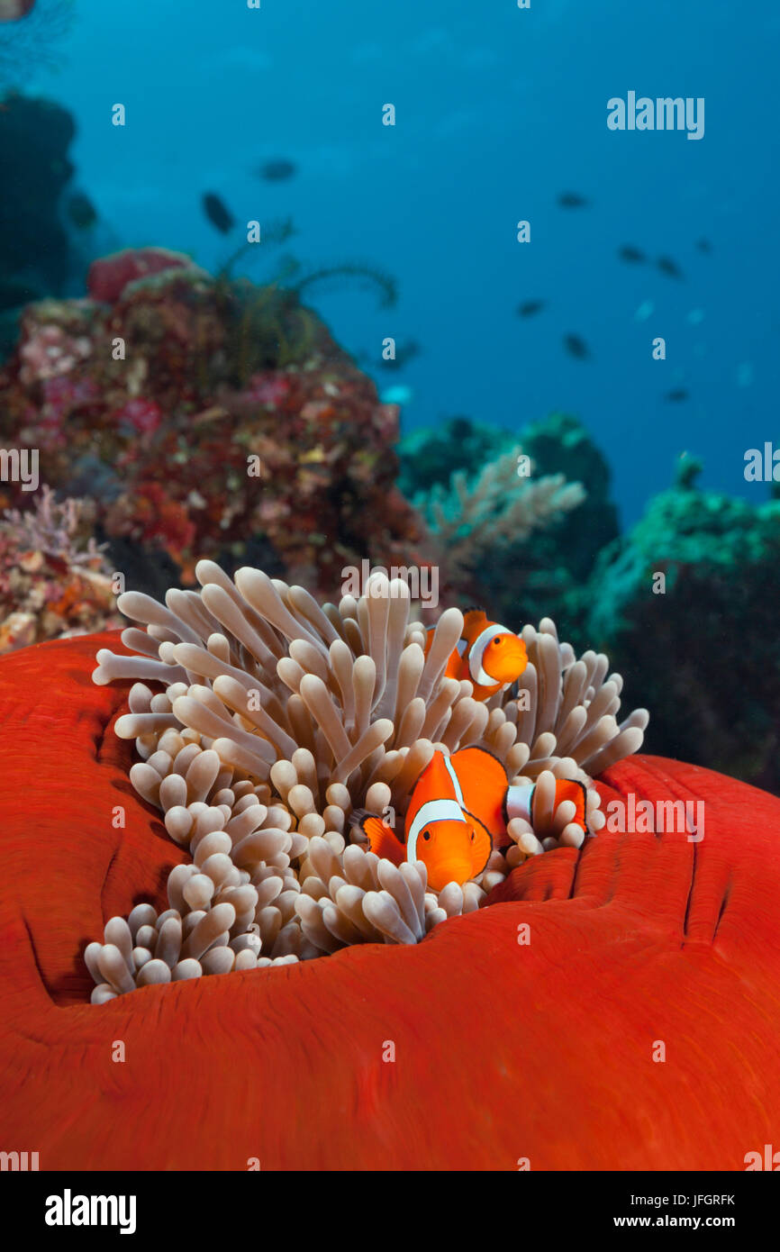 Couple orange ringlet-anemone fish, Amphiprion ocellaris, Florida Islands, the Solomon Islands Stock Photo