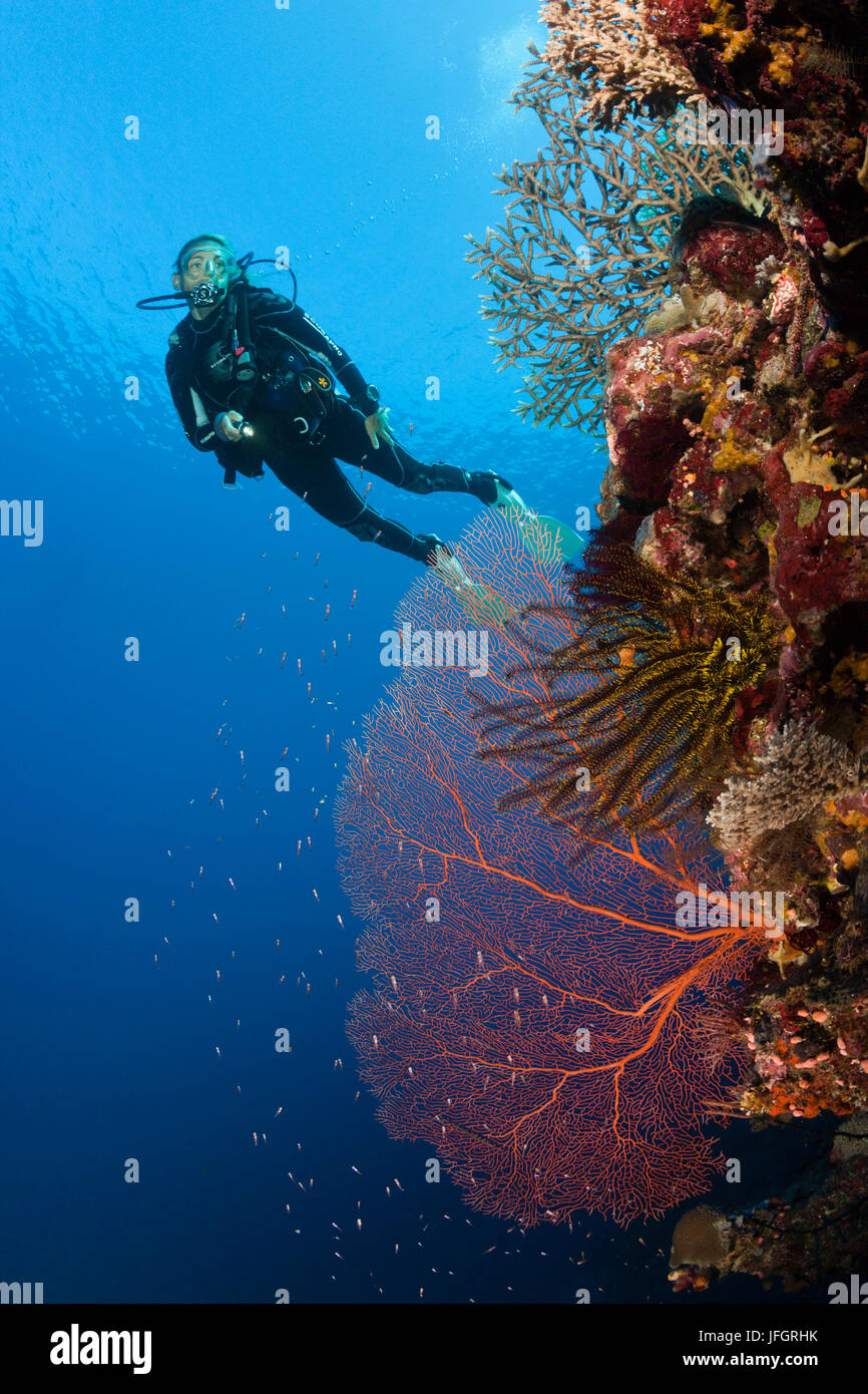 Diver in the coral reef, Russell islands, the Solomon Islands Stock ...