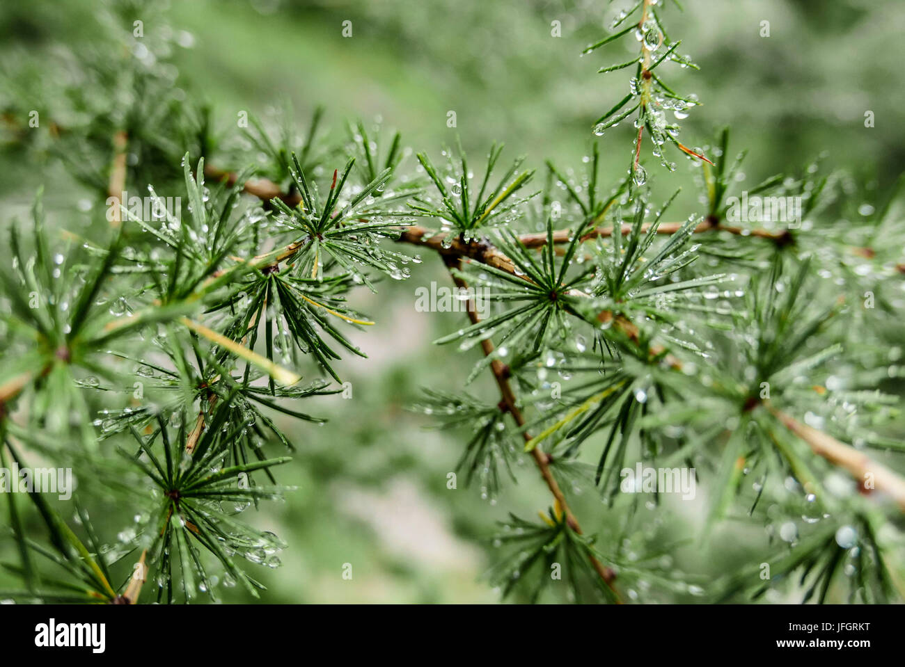 Drops of water in larch needles after rain, Bavarians, Stock Photo