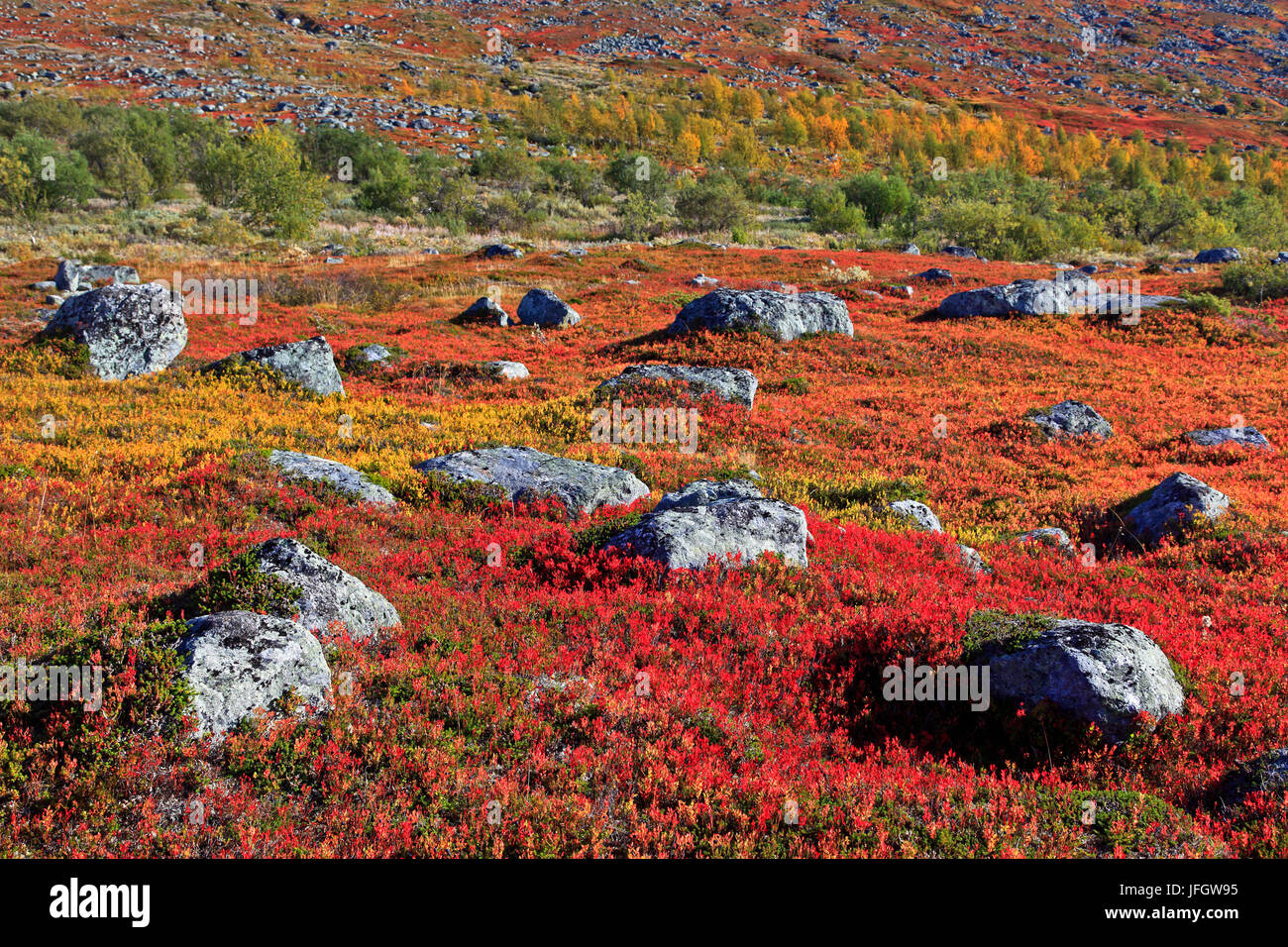Europe, Sweden, Lapland, province of Norrbotten, Stora Sjöfallets national park, Autumn at the Kungsleden in the Stora Sjöfallets national park Stock Photo