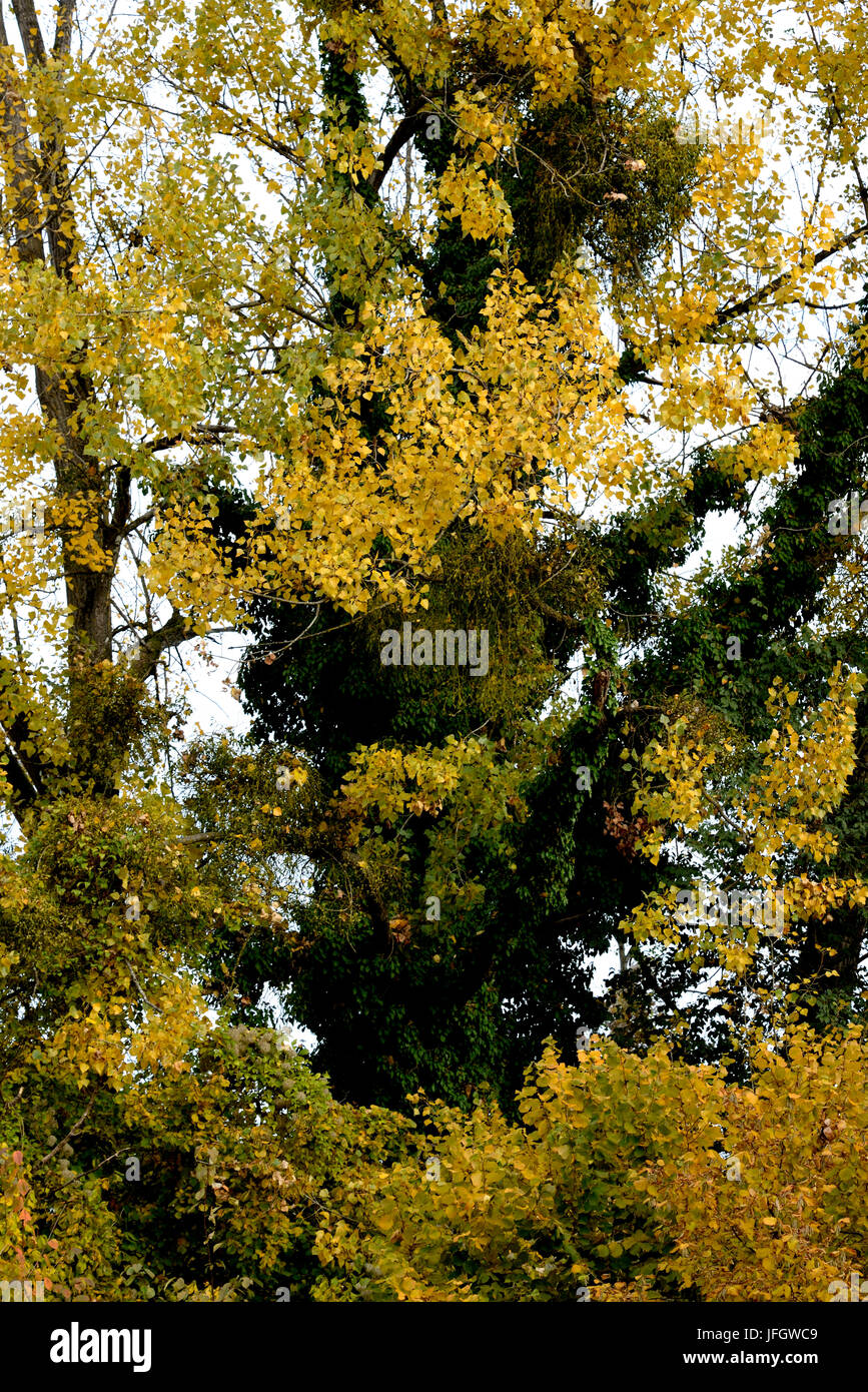 Trees in autumn Stock Photo - Alamy