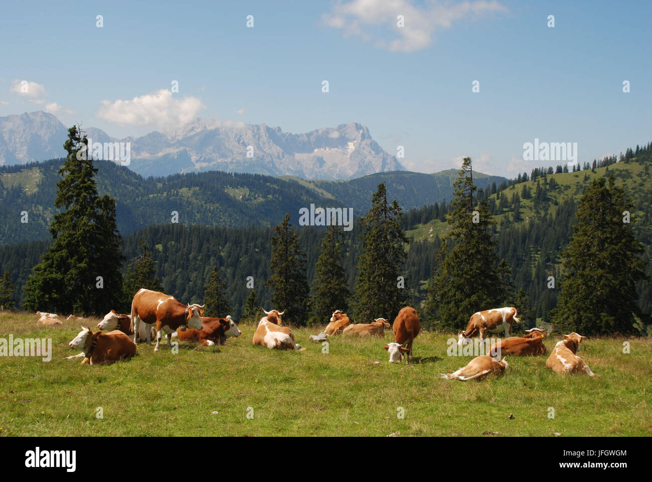 Bavaria, Alpine country, Alpine grassland, cows Stock Photo - Alamy