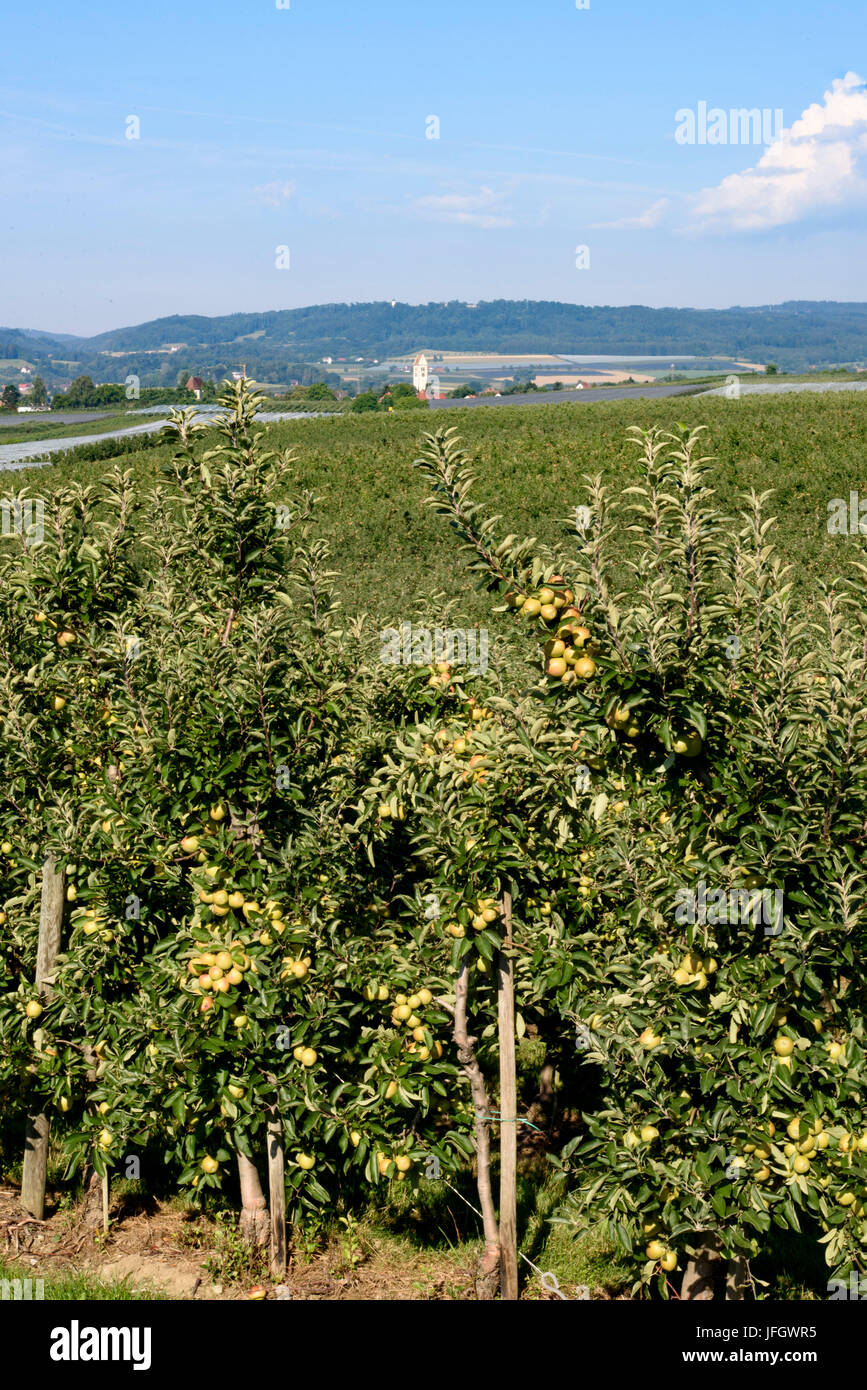 Apple plantation, scenery with fruit cultivation with Frickingen, Lake of Constance, Baden-Wurttemberg, Germany Stock Photo