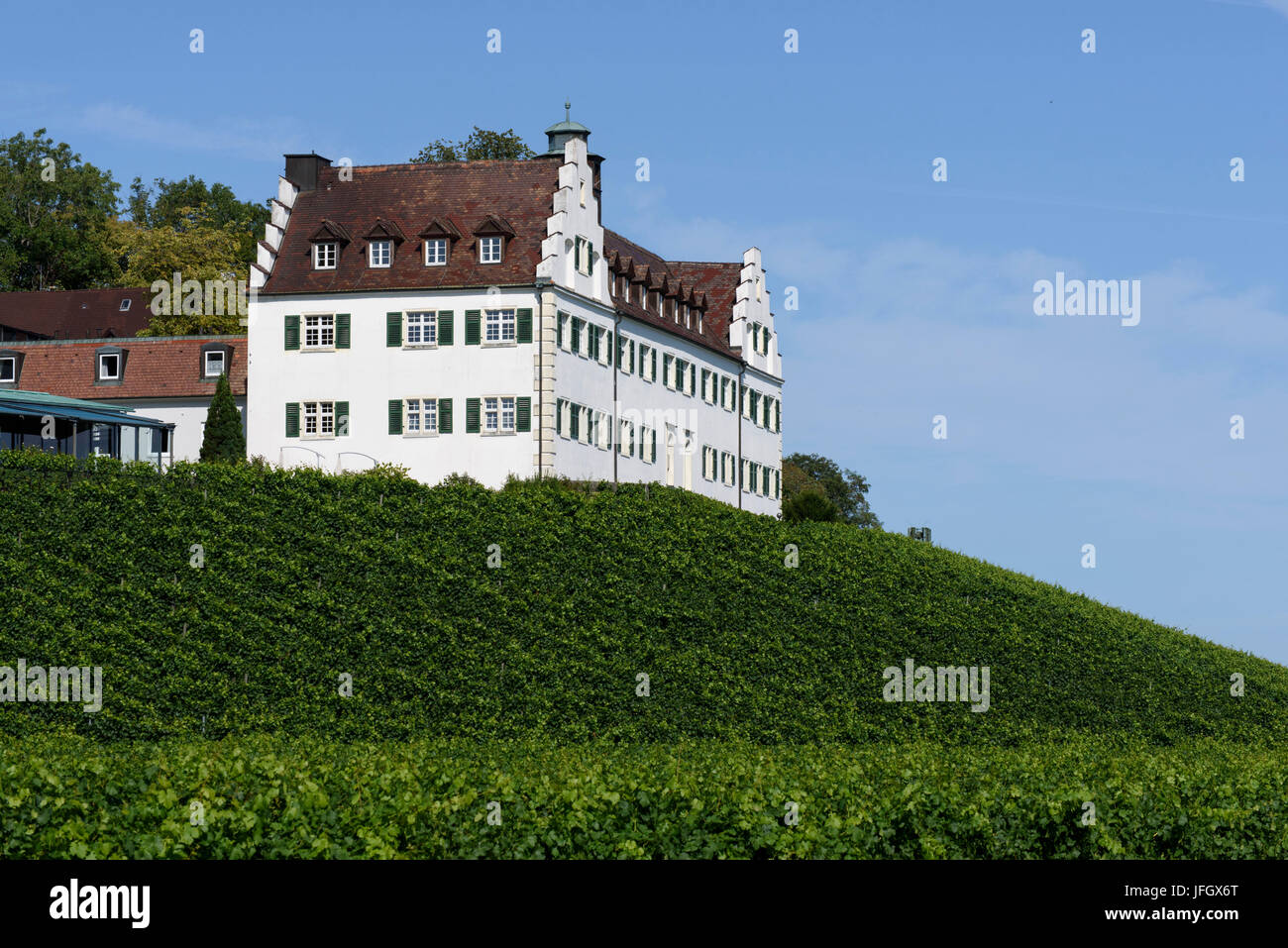 castle mountain Hers, vineyard, Immenstaad, Lake of Constance, Baden-Wurttemberg, Germany Stock Photo