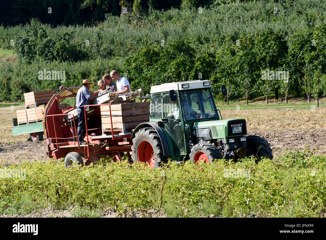 farmers with harvest on field with tractor, peninsula Bodanrück, Lake of Constance, Baden-Wurttemberg, Germany Stock Photo