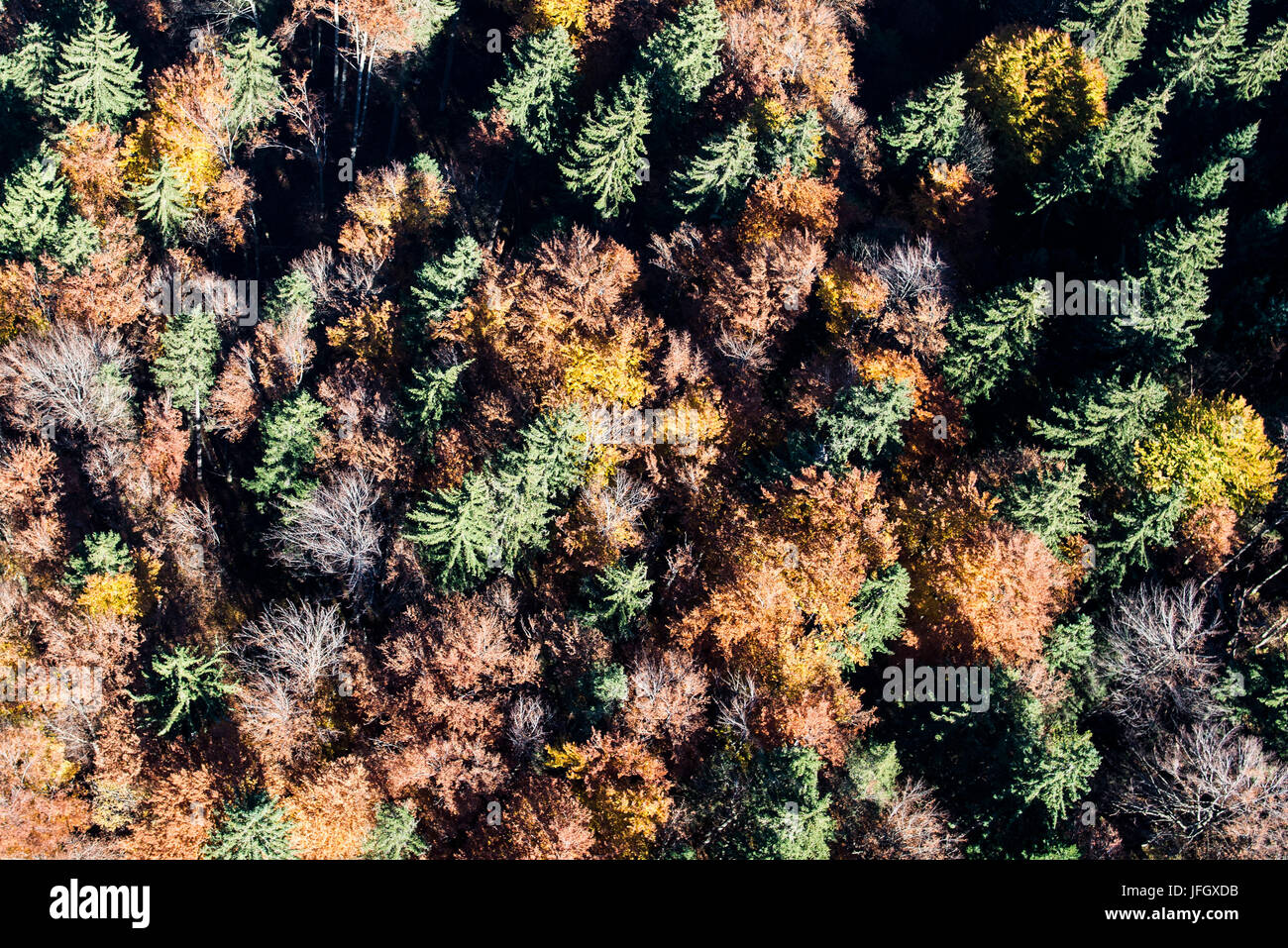 Autumn wood, colours, structure, Garmisch-Partenkirchen, aerial shots, Werdenfels, uplands, Bavaria, Germany Stock Photo