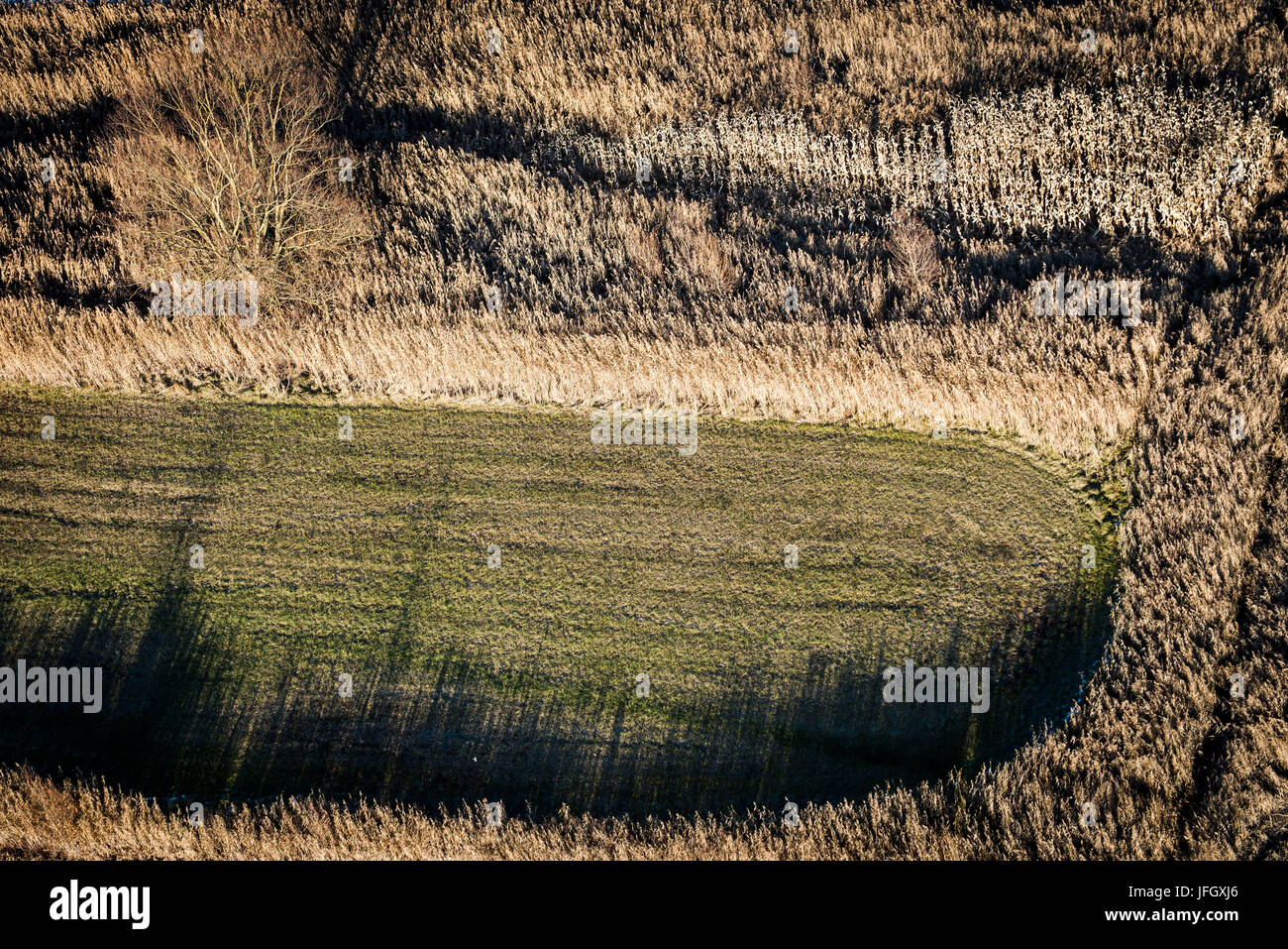 Soil structure from above with light, reed scenery, aerial picture, Valsugana, Levico, Trentino, Italy Stock Photo