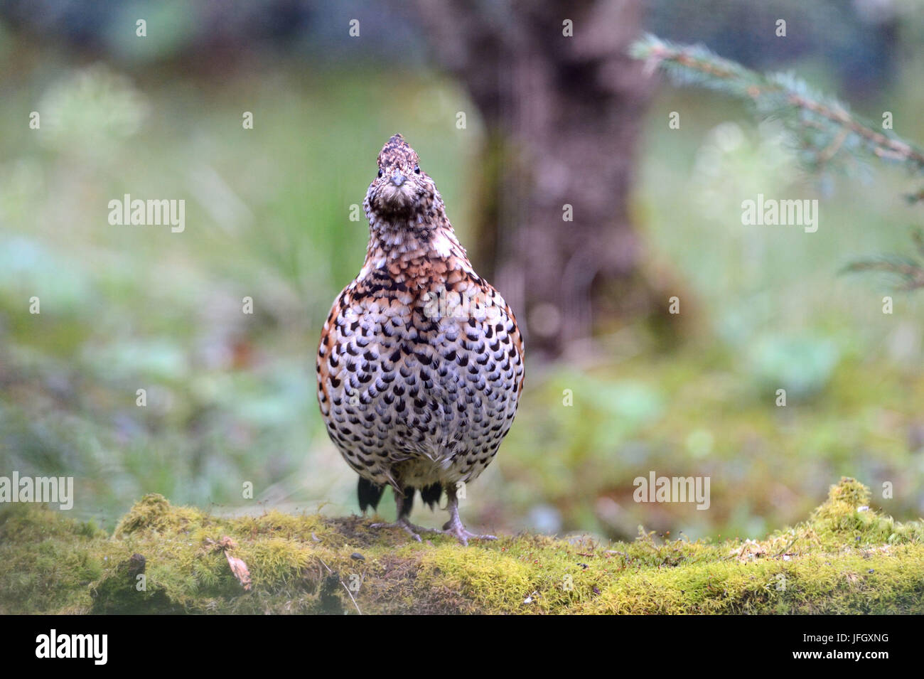 Hazel hen Stock Photo