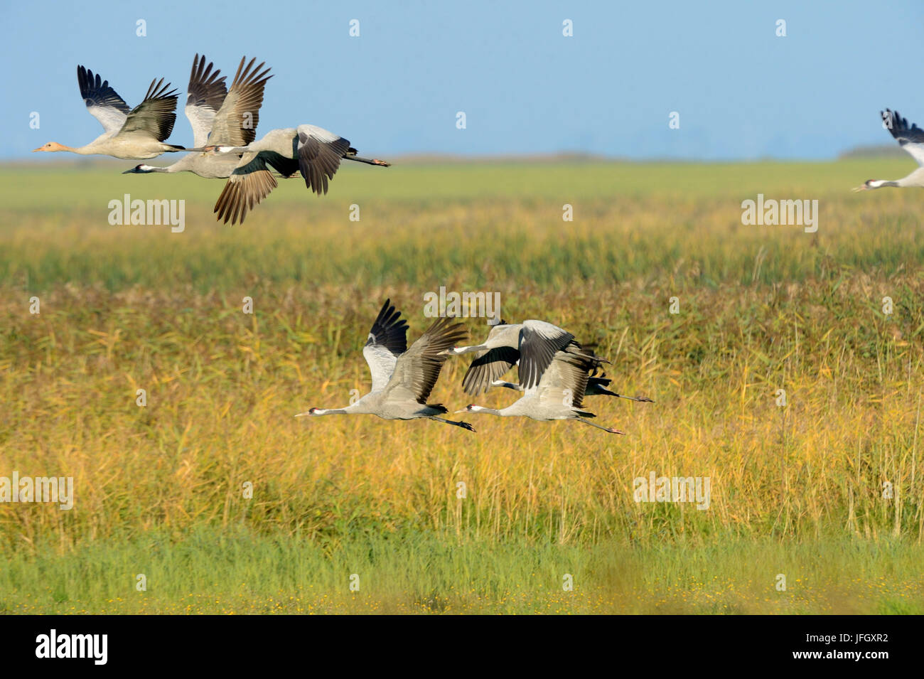Cranes, birds of passage, meadow, rest Stock Photo