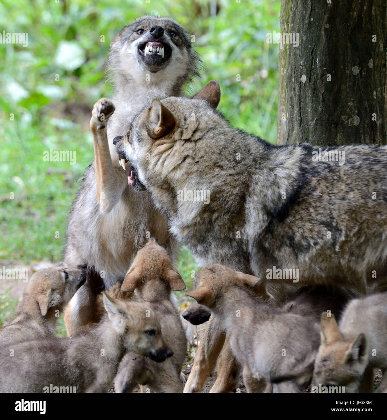 Social behaviour wolves hi-res stock photography and images - Alamy