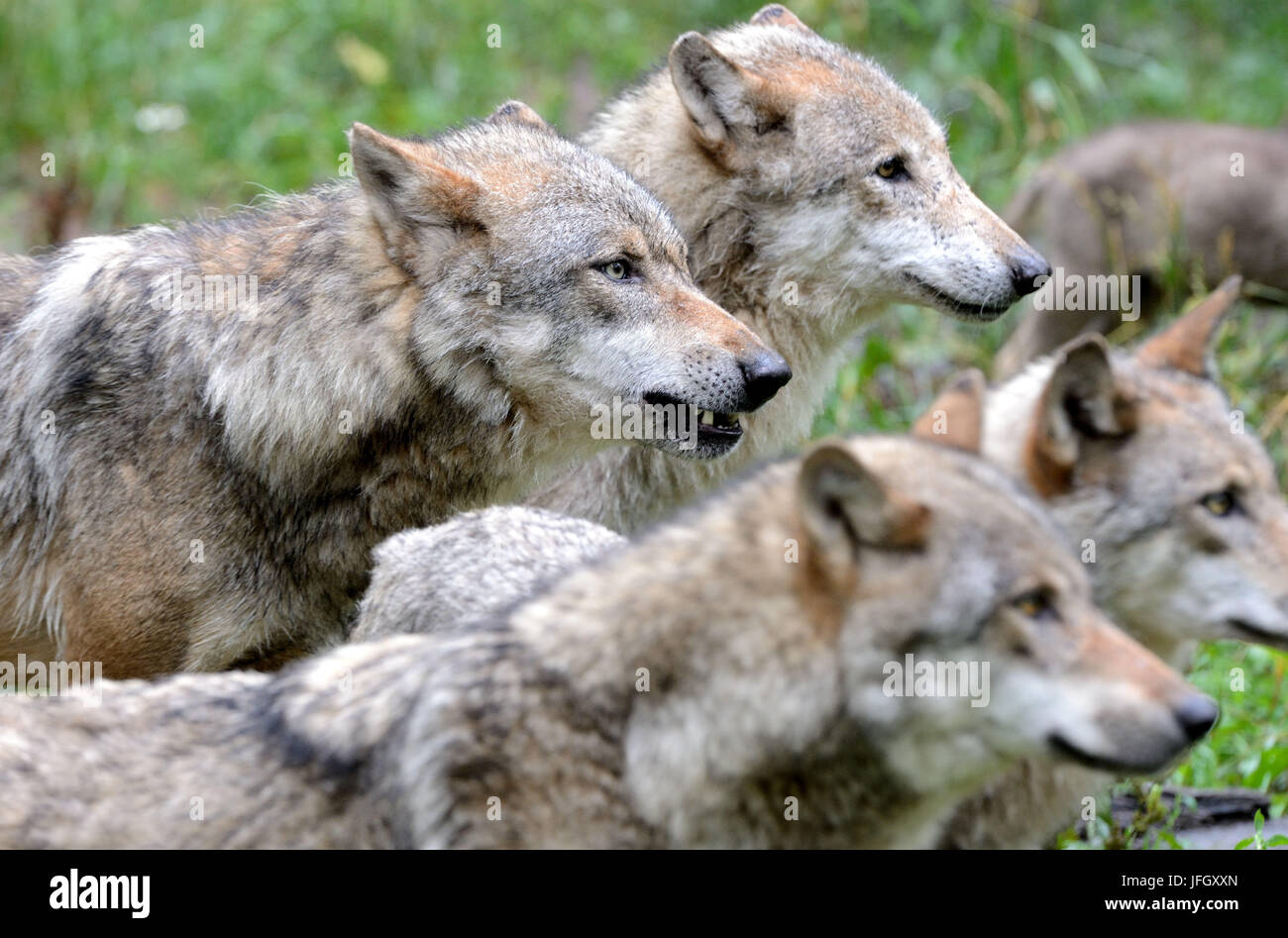 Wolf herds hi-res stock photography and images - Alamy