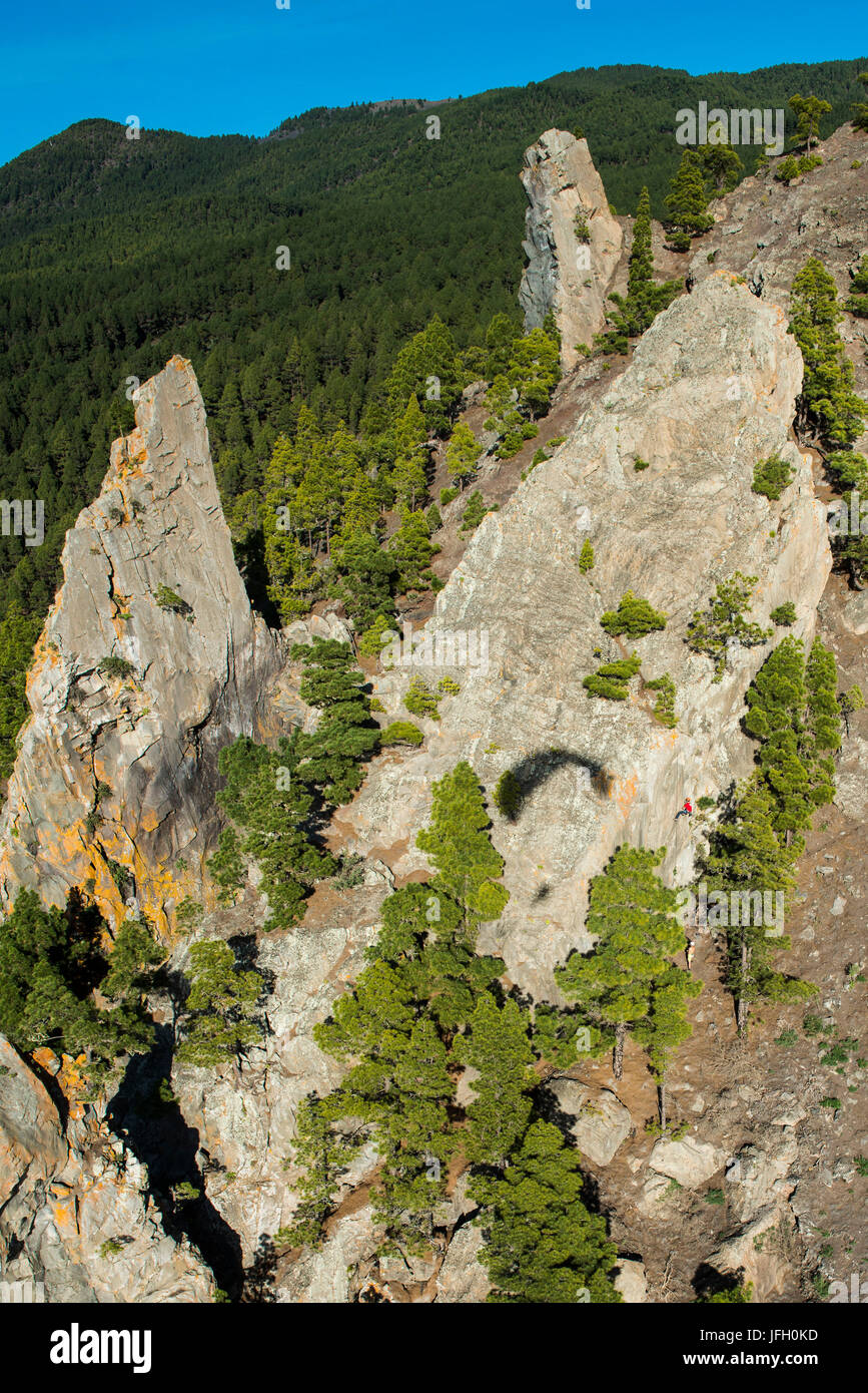 Volcano scenery in the Caldera with climbing rock and pine wood, La Palma, aerial picture, Reading Manchas, Canary islands, Spain Stock Photo