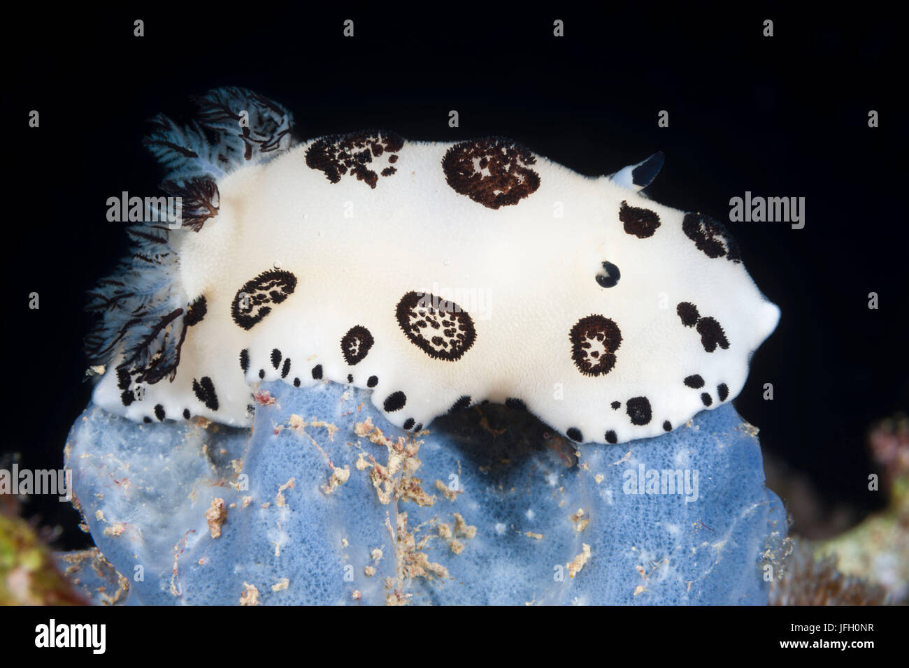 black-margined nudibranch, Jorunna funebris, Sanganeb, the Red Sea, Sudan Stock Photo