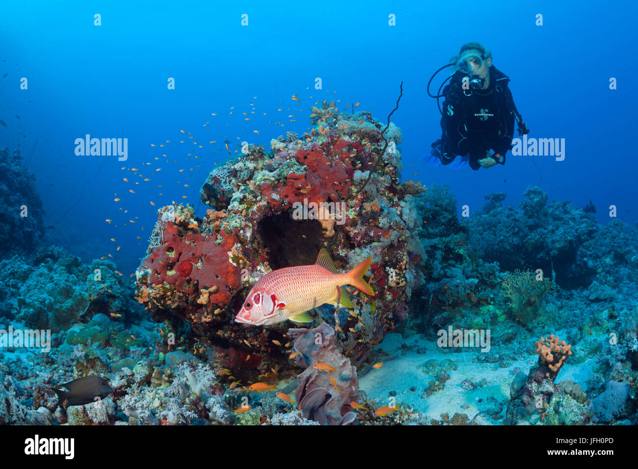 Diver and big spike hussar, Sargocentron spiniferum, the Red Sea, Dahab, Egypt Stock Photo