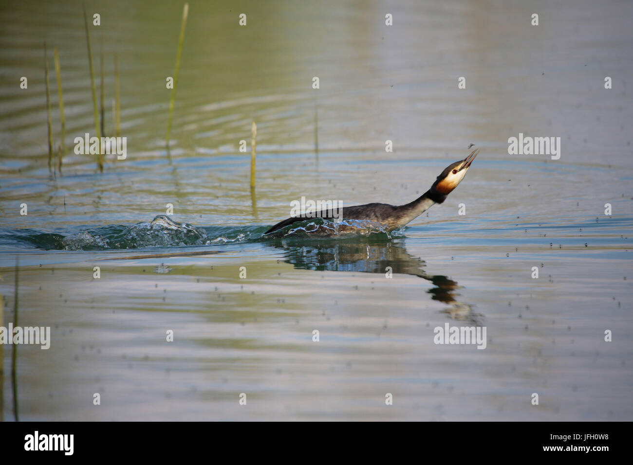 great crested grebe, Podiceps cristatus, with the mosquito catch Stock Photo