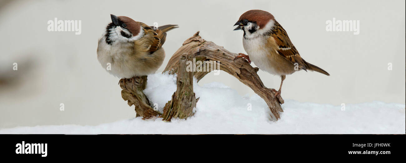 Field sparrows, Passer montanus, on branch in winter Stock Photo