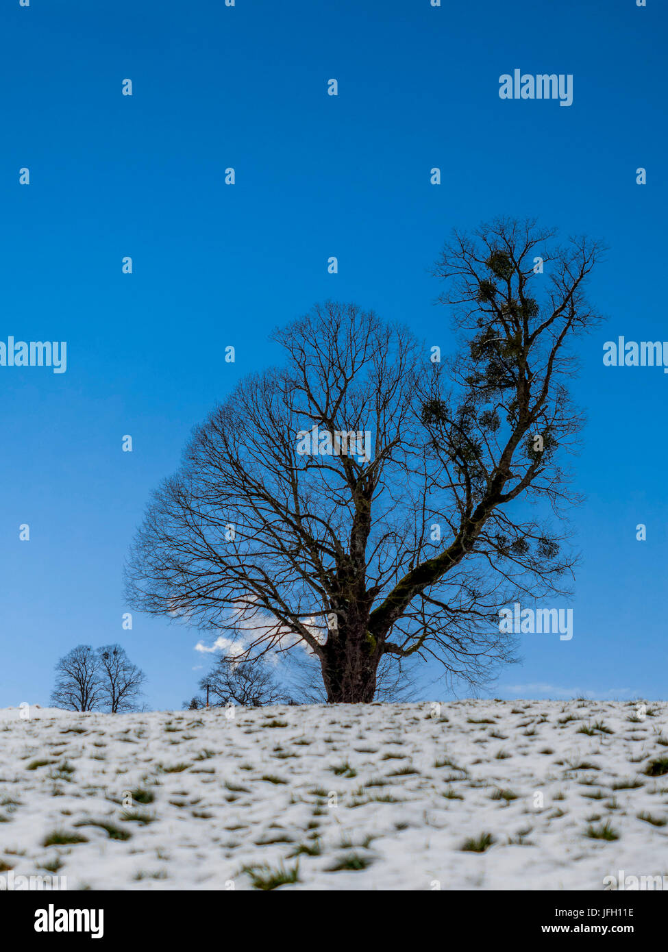 Single tree in front of blue heaven, silhouette, Upper Bavaria, Bavaria, Germany, Europe Stock Photo