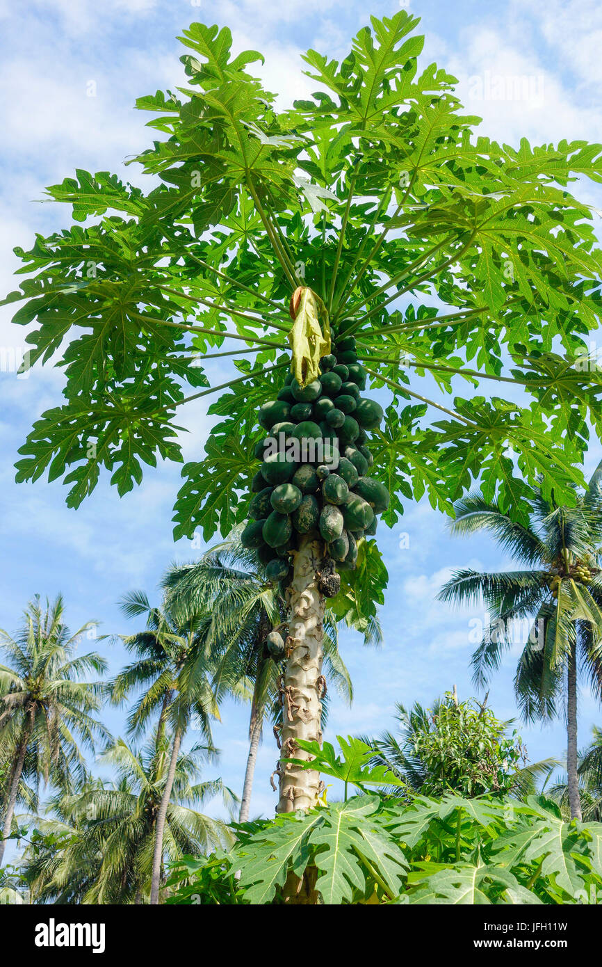 Province Chiang Rai, north Thailand, Asia, papayas in the tree, Carica papaya, Ma-La-Gor Stock Photo