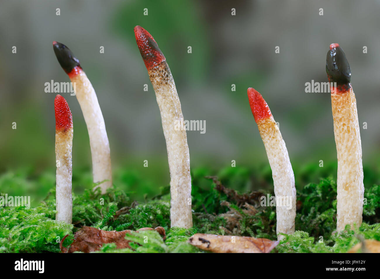 Common dog rods, fungus, Mutinus caninus, Stock Photo